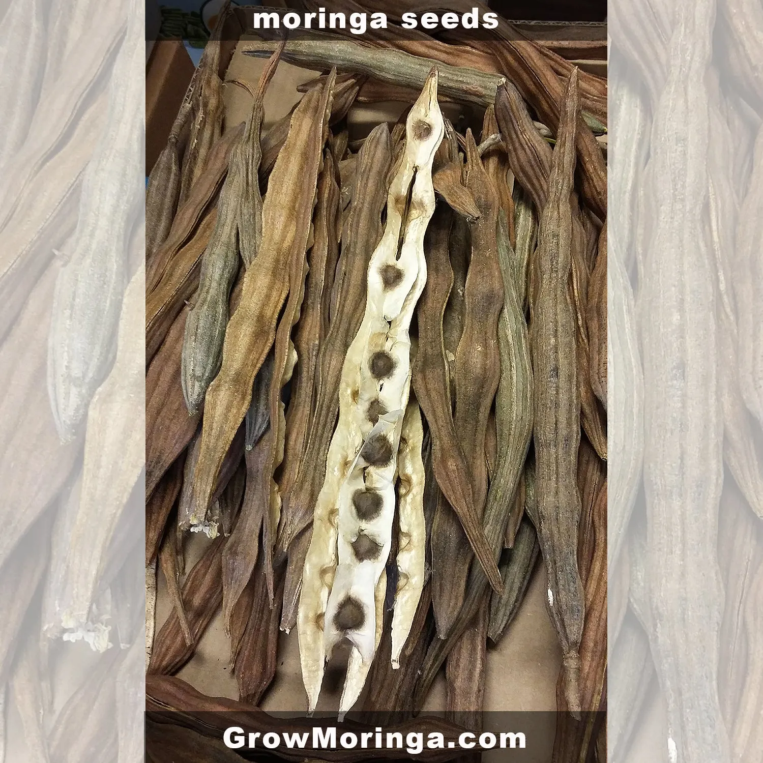 Grow Moringa Collective Membership